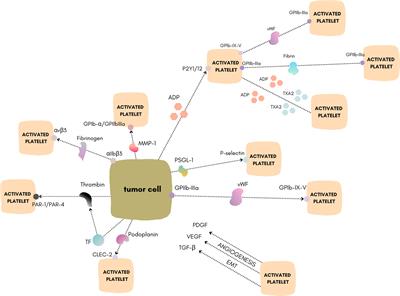 Tumor Cell-Induced Platelet Aggregation as an Emerging Therapeutic Target for Cancer Therapy